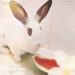 头像兔子吃瓜,夏日清凉一“瓜”