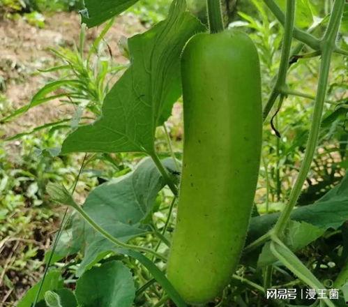 如何获得吃瓜资源,轻松获取热门吃瓜资源的独家秘籍