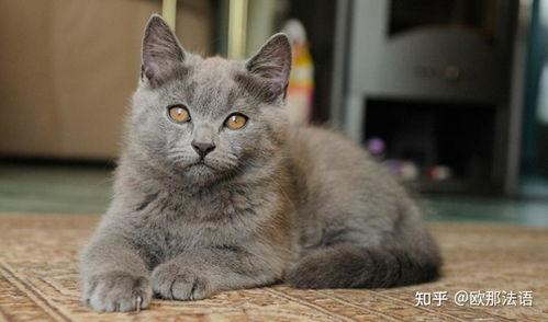 明星都养什么品种的猫,揭秘明星们钟爱的猫咪品种